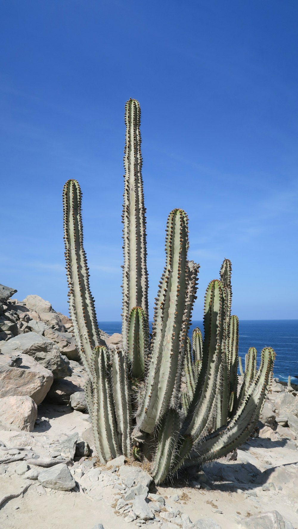 green cactus