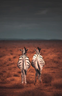 two standing white-and-black zebras Cape Town Karoo Anysberg