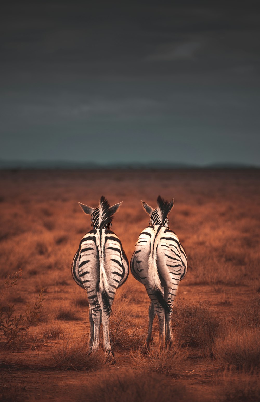 two standing white-and-black zebras