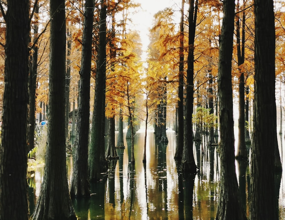 trees on body of water