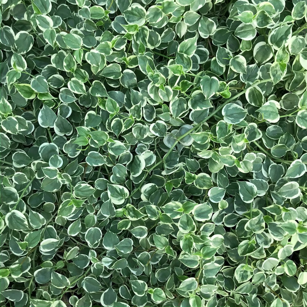 green leafed plant