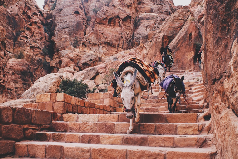 horse crossing stairs