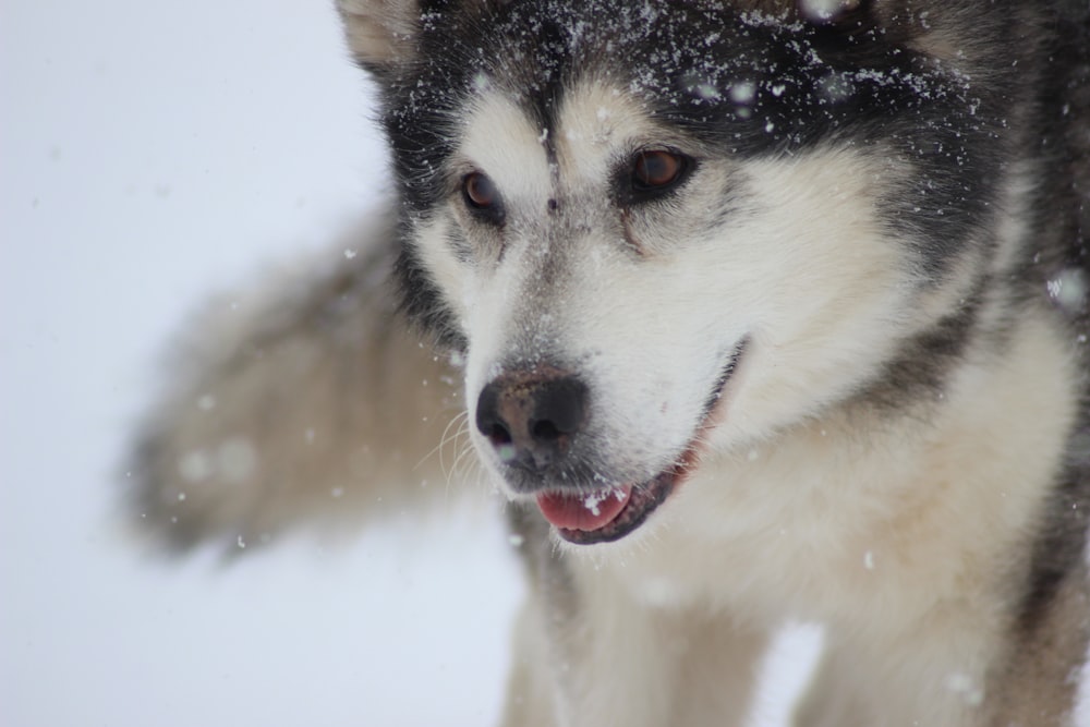 white and black Siberian husky