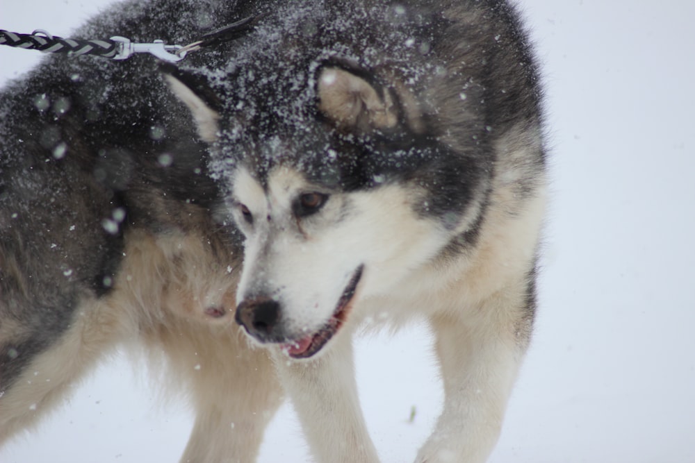 black and white wolf