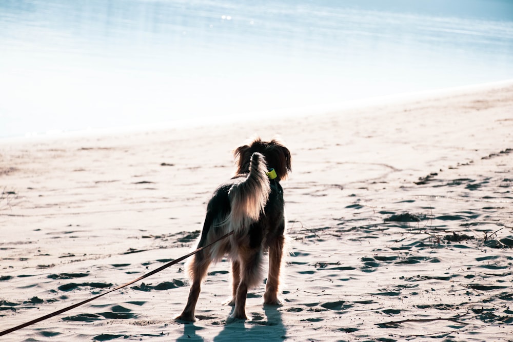 black and tan dog on seashore