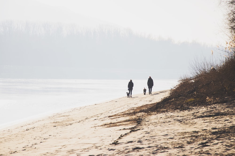 two people holding dog walking on seashore