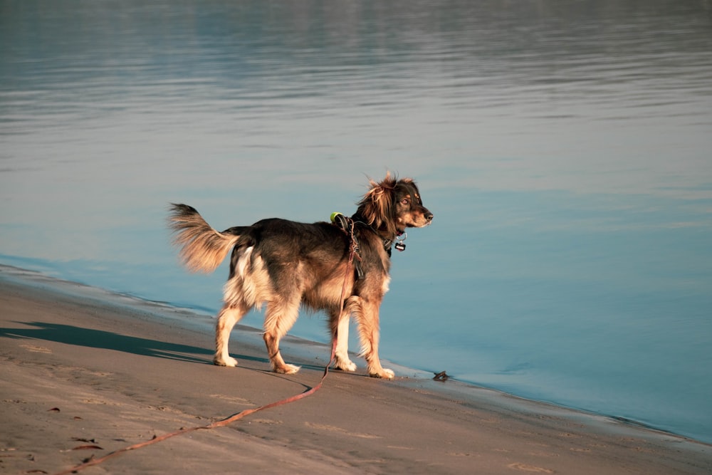 black and tan dog near body of water