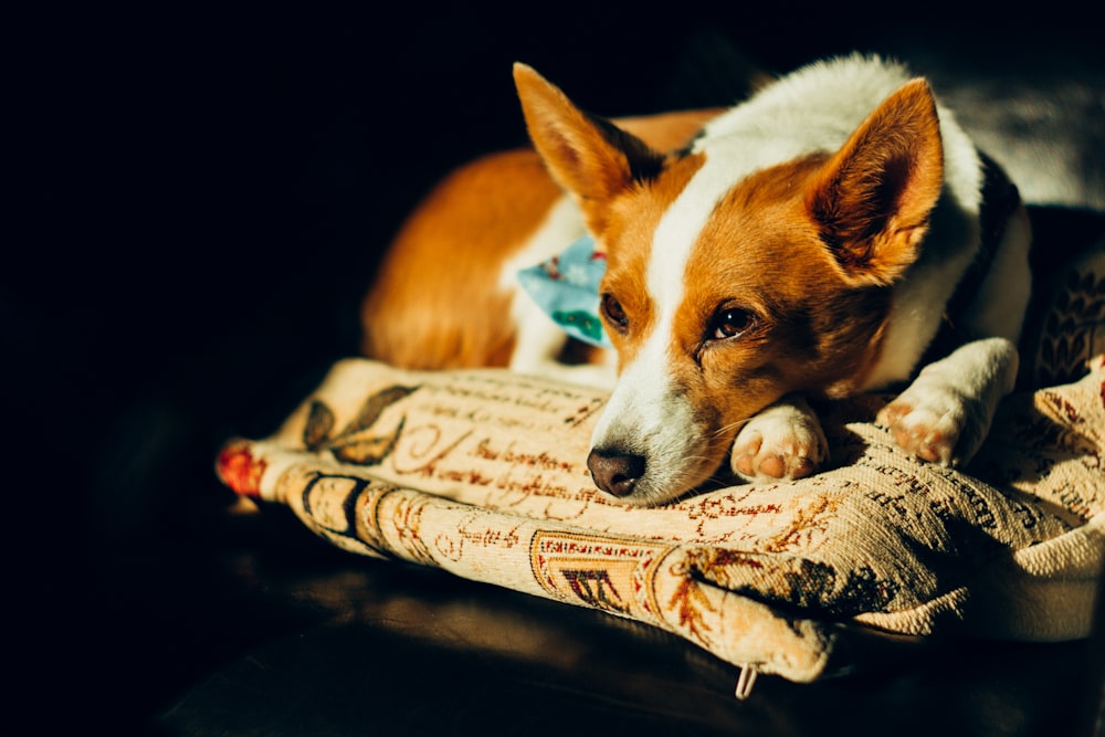 white and brown dog