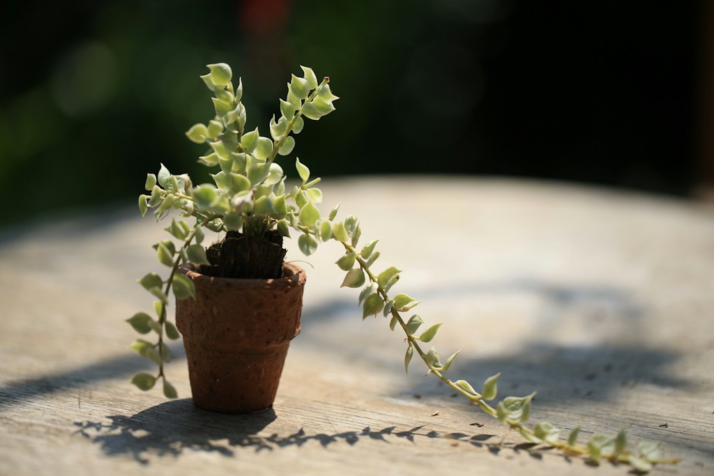 Trailing Green Beauty