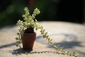 Trailing Green Beauty
