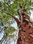 A large tree trunk extends upwards with rough, textured bark. The branches spread out, showcasing a dense canopy of green leaves. Overhead, utility wires intersect against a bright, slightly cloudy sky.
