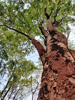 A large tree trunk extends upwards with rough, textured bark. The branches spread out, showcasing a dense canopy of green leaves. Overhead, utility wires intersect against a bright, slightly cloudy sky.