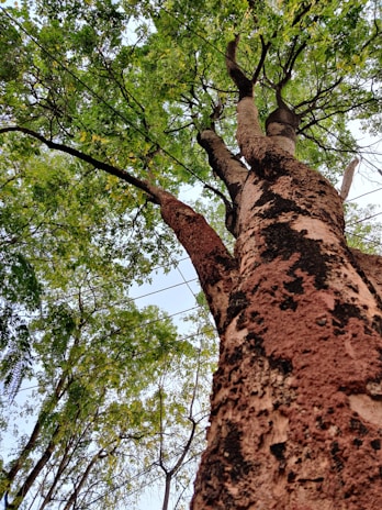 A large tree trunk extends upwards with rough, textured bark. The branches spread out, showcasing a dense canopy of green leaves. Overhead, utility wires intersect against a bright, slightly cloudy sky.