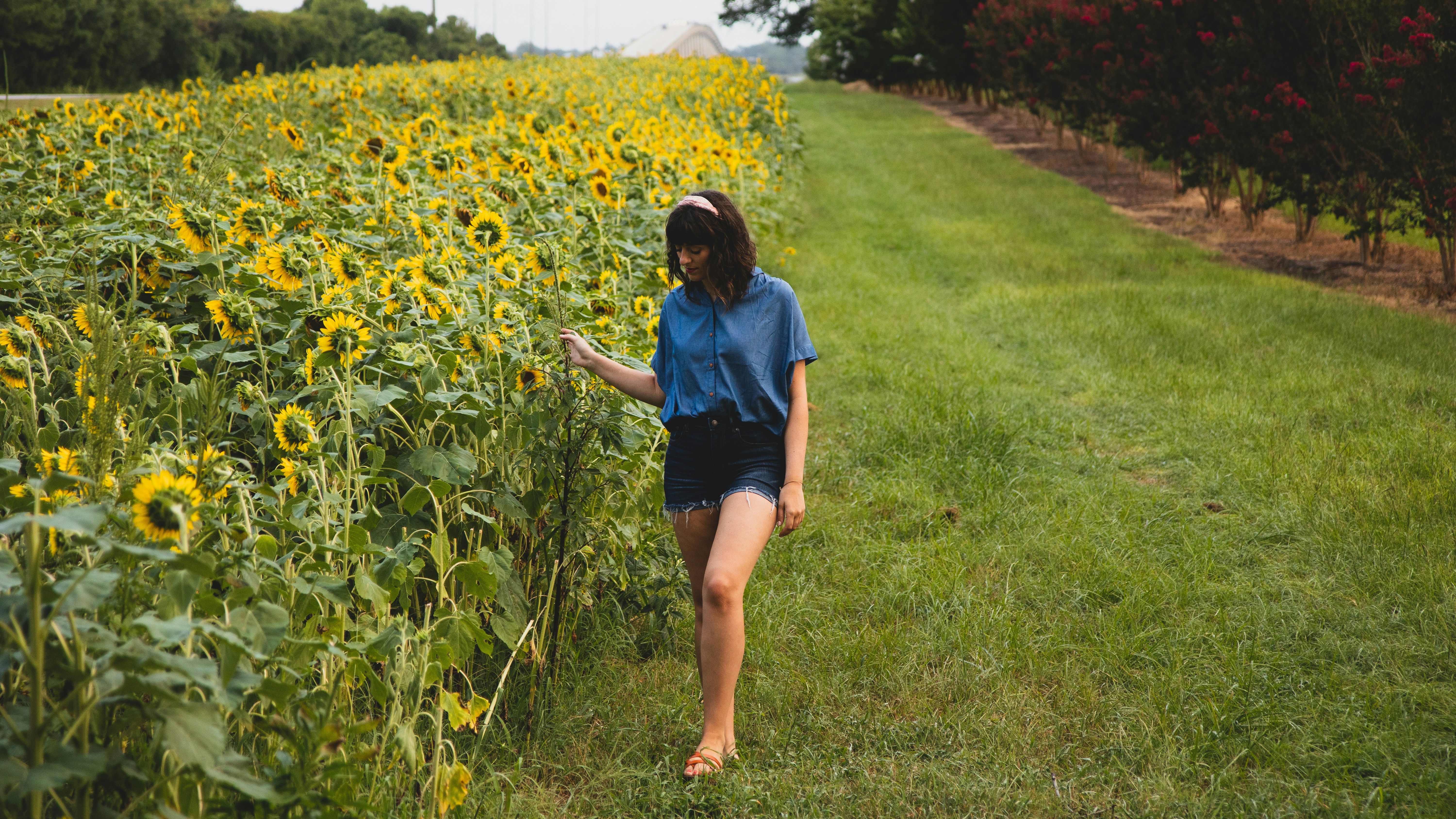 woman standing on sunflower field during daytime