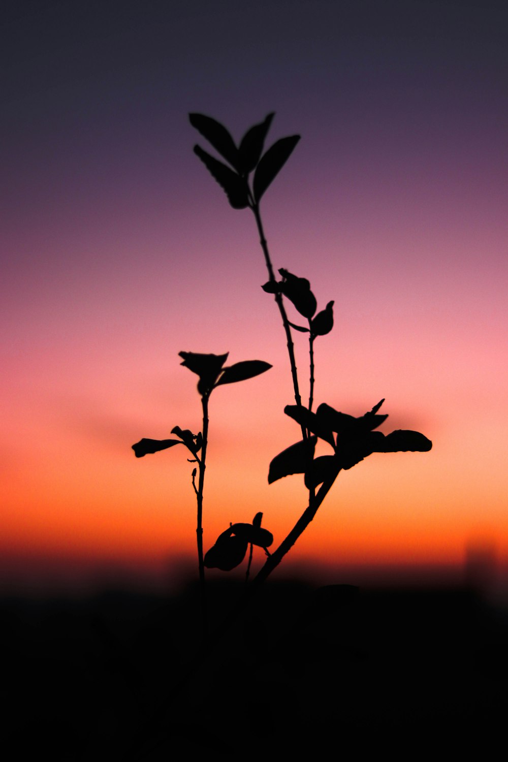 silhouette of plant during golden hour