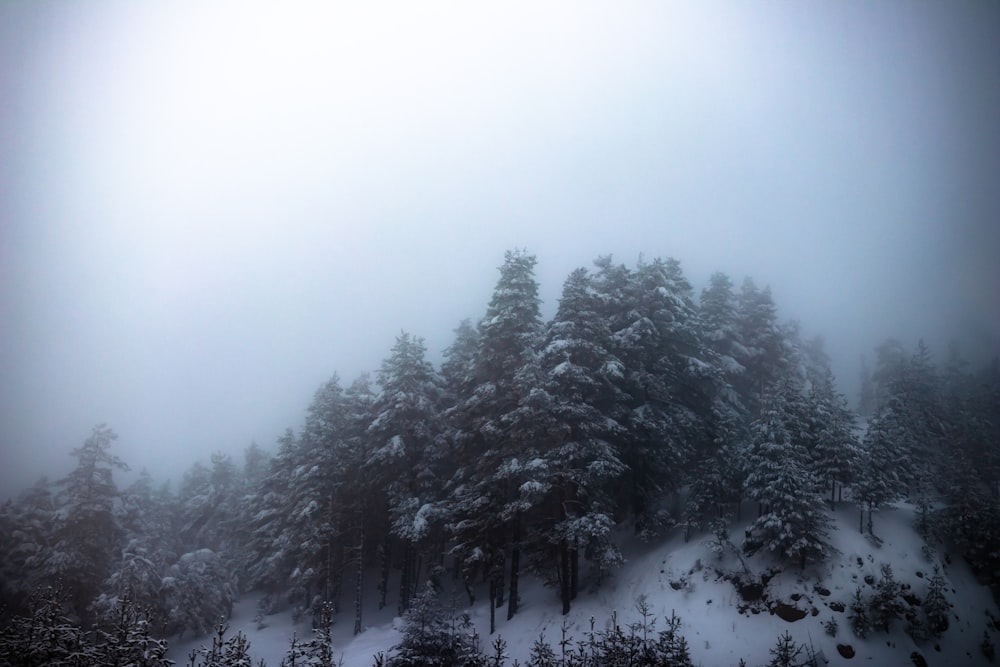 forest during winter