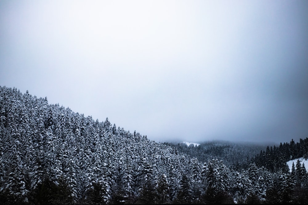 foresta durante l'inverno