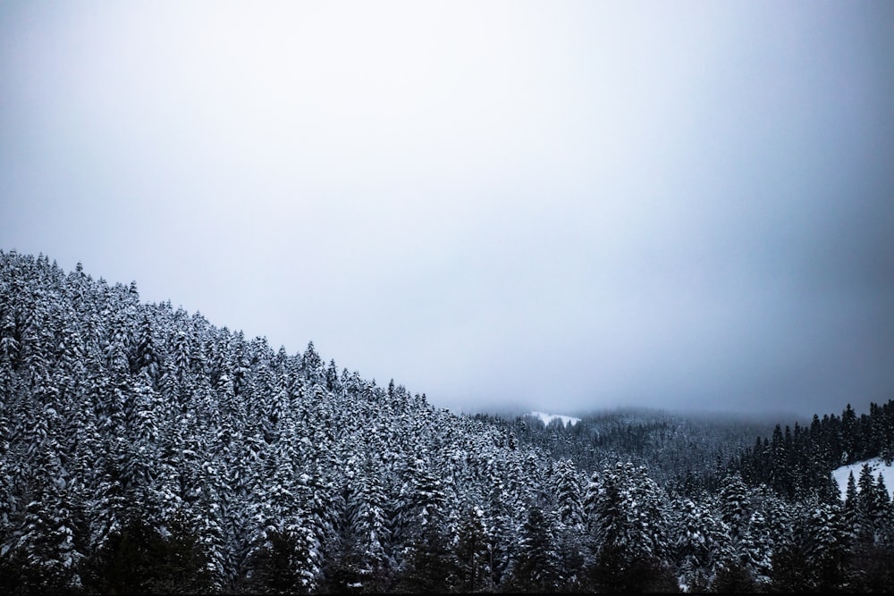 겨울철의 숲