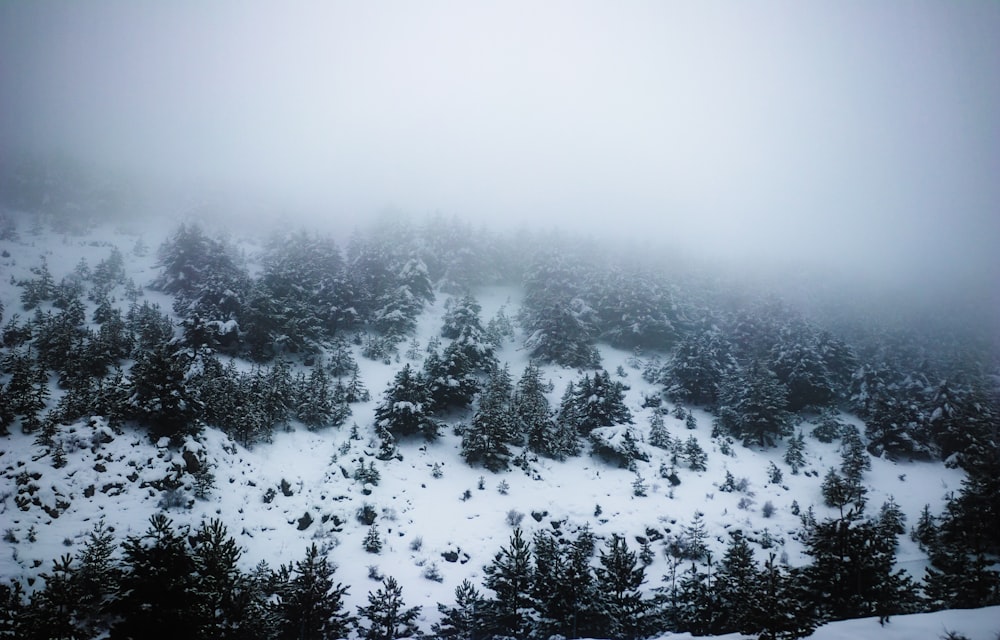 forest during daytime and winter