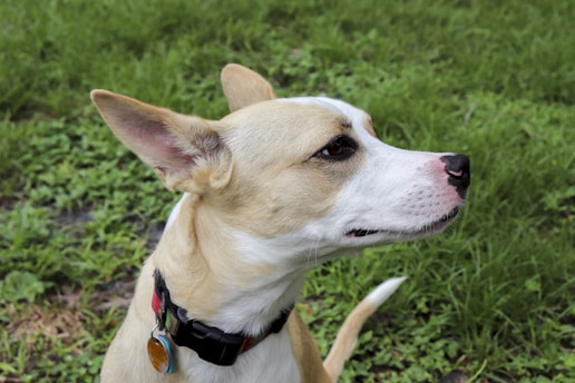 A dog with tan and white fur is seen in profile against a background of green grass. The dog has large ears that stand upright and wears a black collar with a tag.