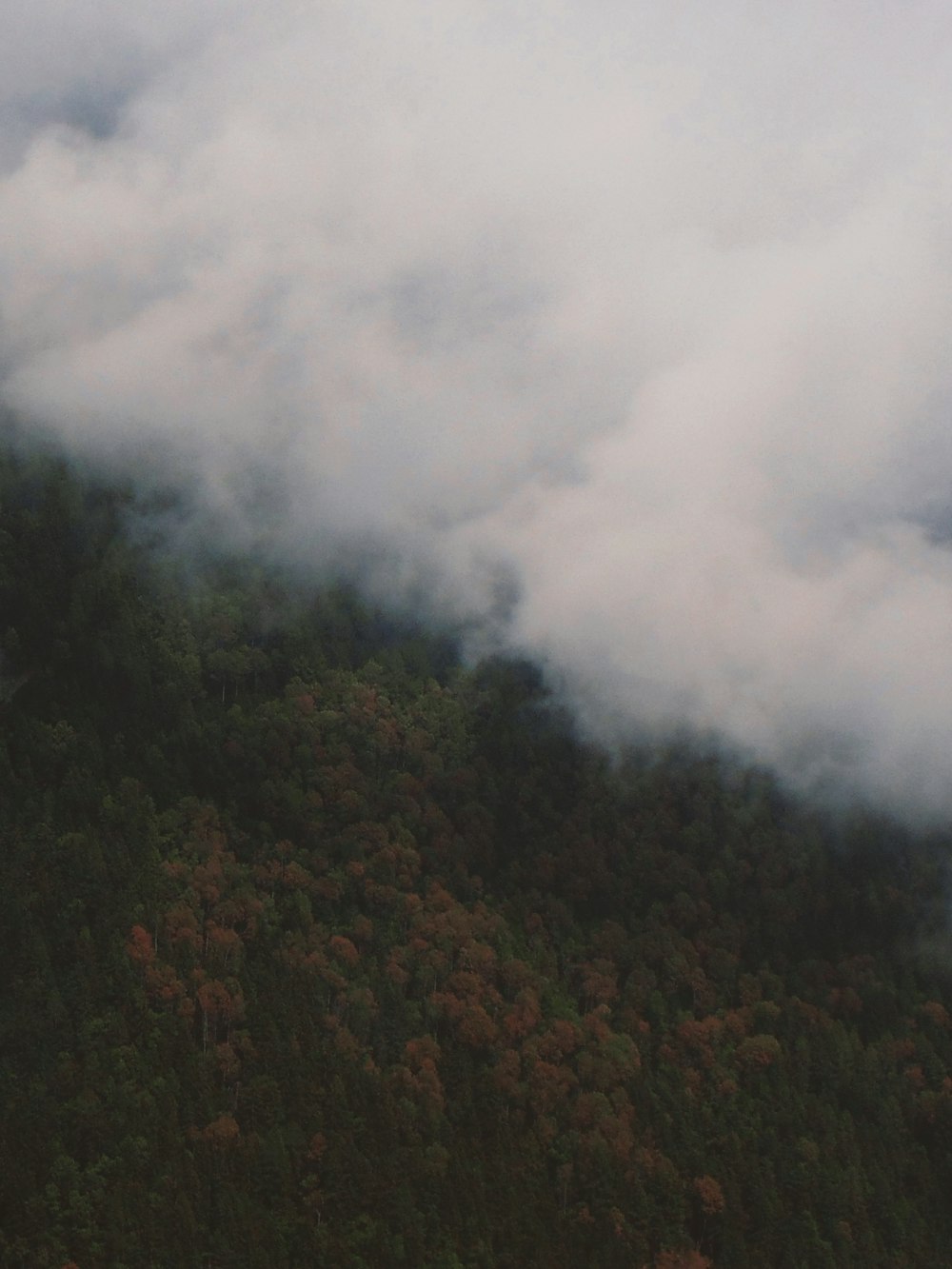 forest and cloud during daytime