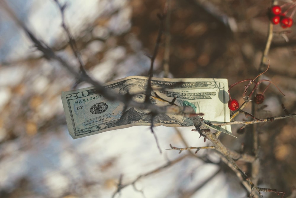 20 US dollar banknote on plant