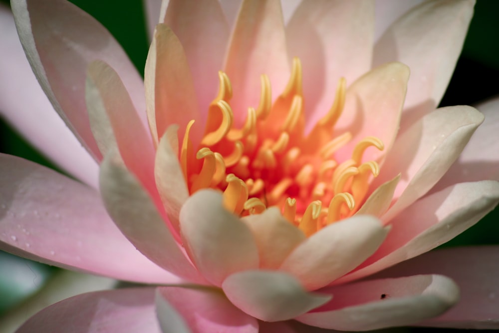 pink and yellow flower