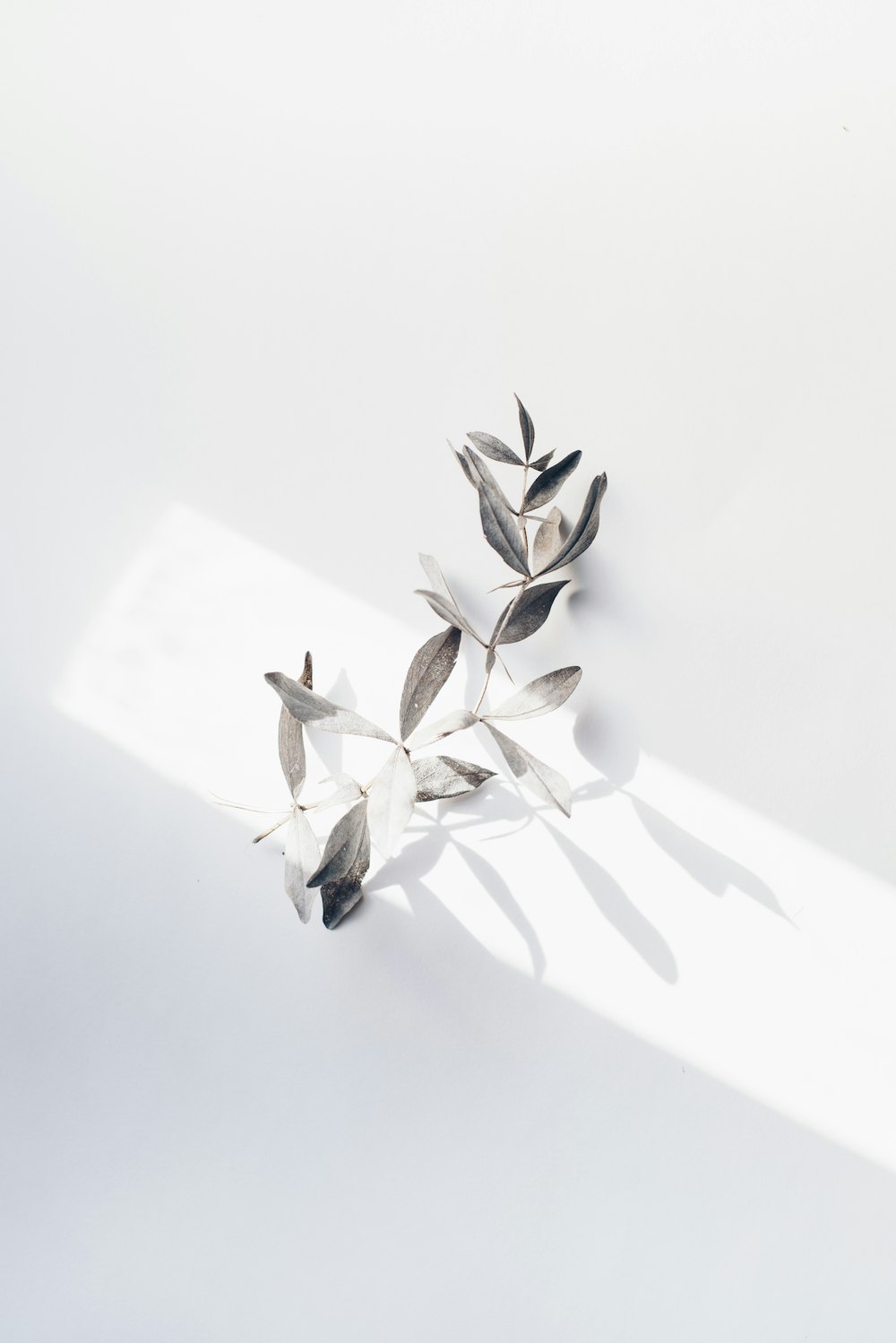 흰색 표면 위에 앉아있는 금속 잎 그룹