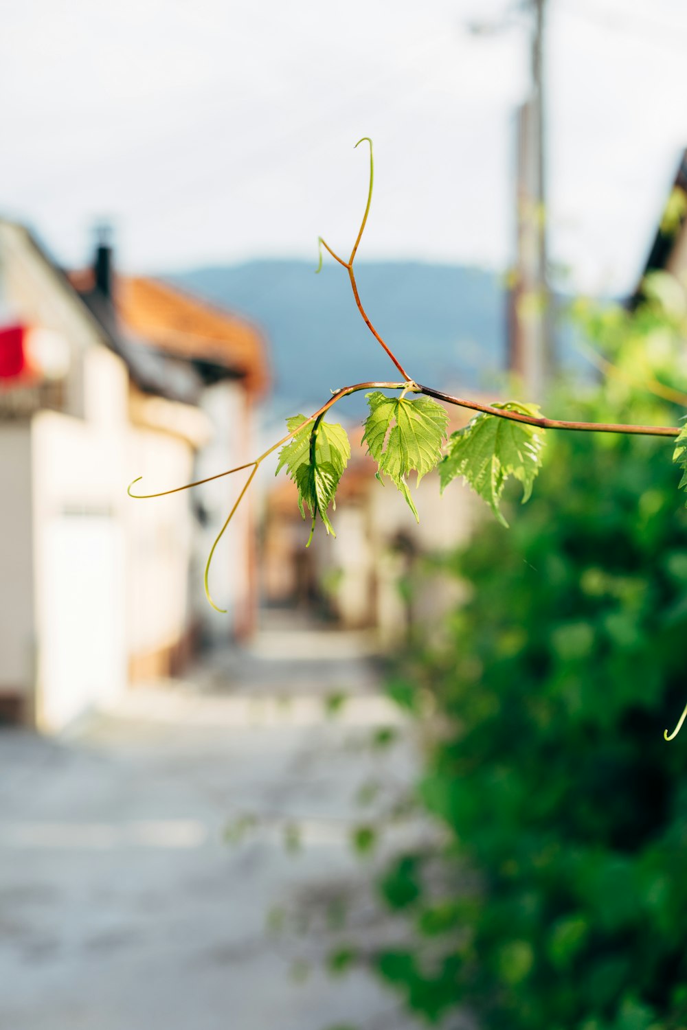 green leafed tree