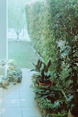A lush garden setting with a variety of potted plants along a tiled pathway. Dense greenery is present in the form of a hedge bordering the right side. The scene is tranquil and inviting with a partially visible lawn and a mix of small and large foliage.