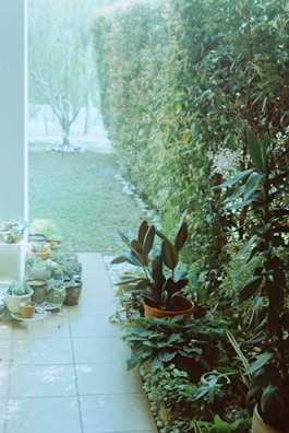 A lush garden setting with a variety of potted plants along a tiled pathway. Dense greenery is present in the form of a hedge bordering the right side. The scene is tranquil and inviting with a partially visible lawn and a mix of small and large foliage.