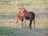 A mare and her foal are standing on a grassy field with purple wildflowers in the background. The mare is brown with a black mane and tail, and the foal is standing closely beside her, appearing light brown.