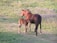 A mare and her foal are standing on a grassy field with purple wildflowers in the background. The mare is brown with a black mane and tail, and the foal is standing closely beside her, appearing light brown.