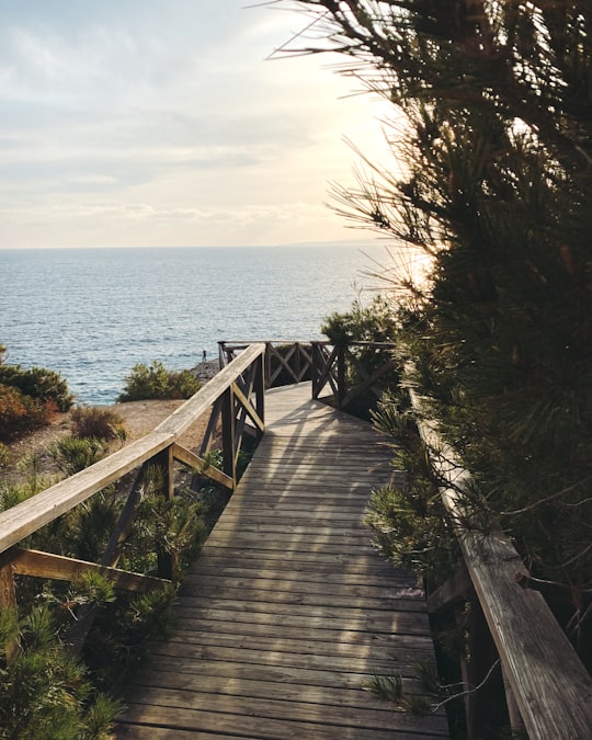 brown wooden pathway with railings near trees on island during daytime in Palma de Mallorca Spain