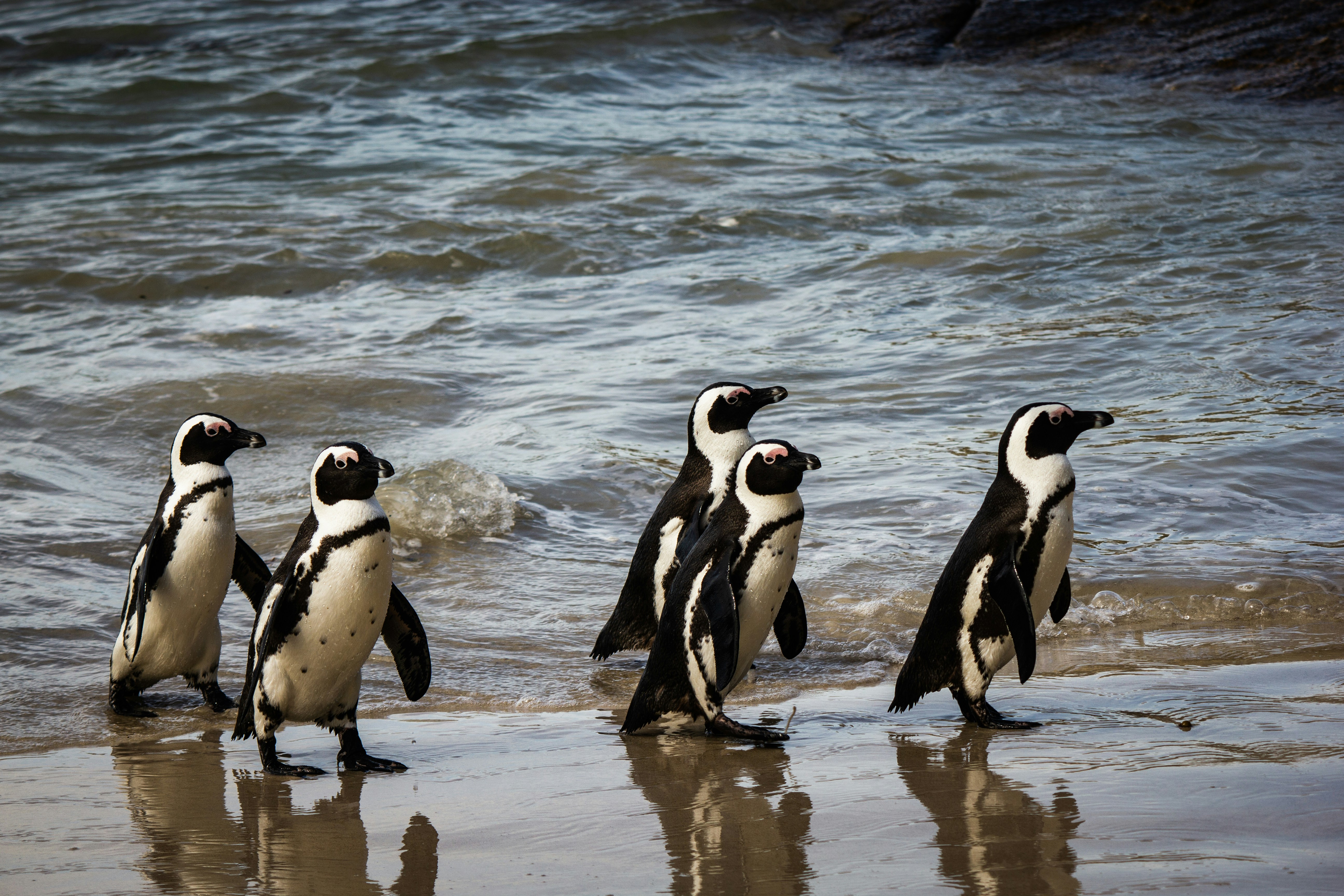 A group of penguins walking onshore from a body of water. 