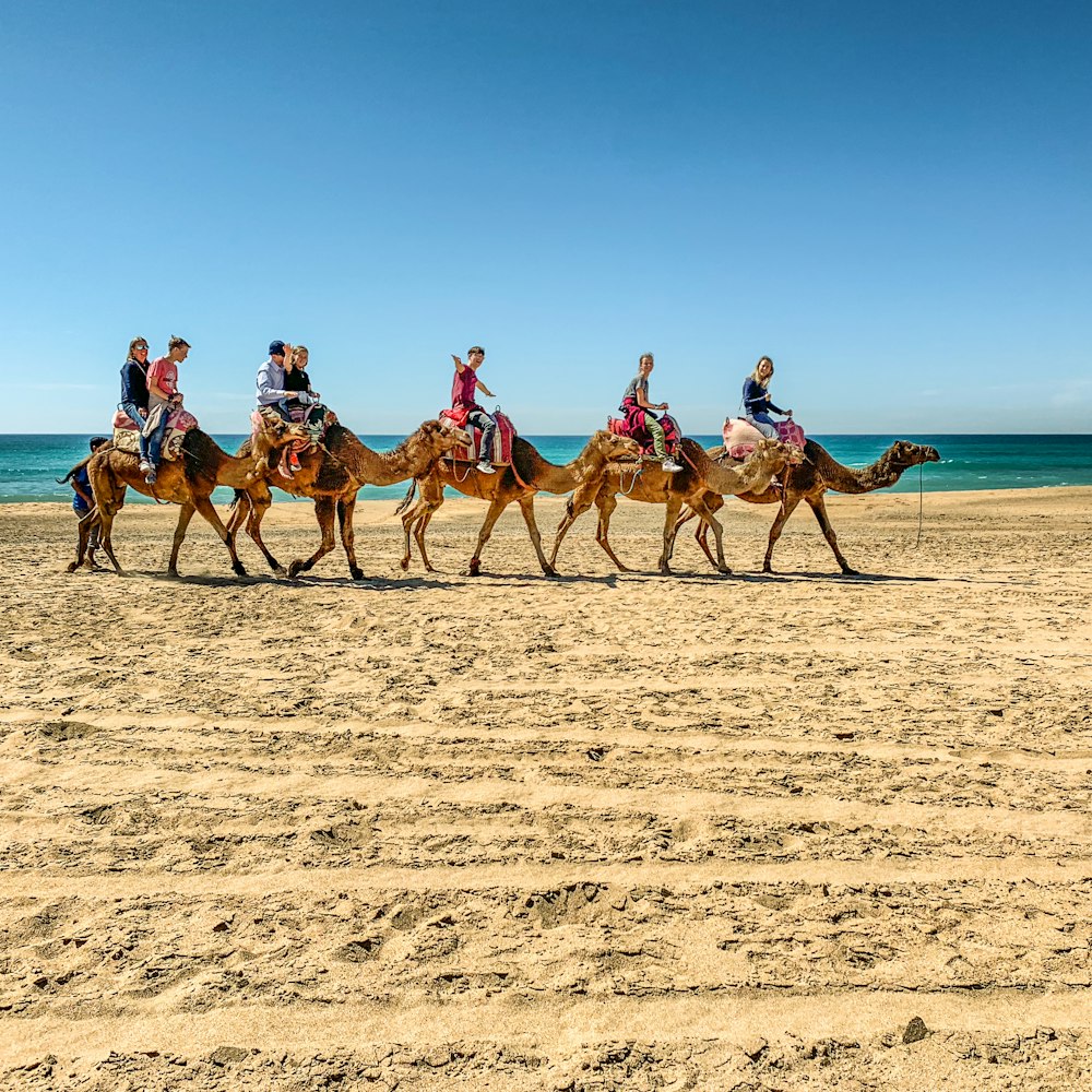 people riding brown camels on desert near body of water under blue and white sky