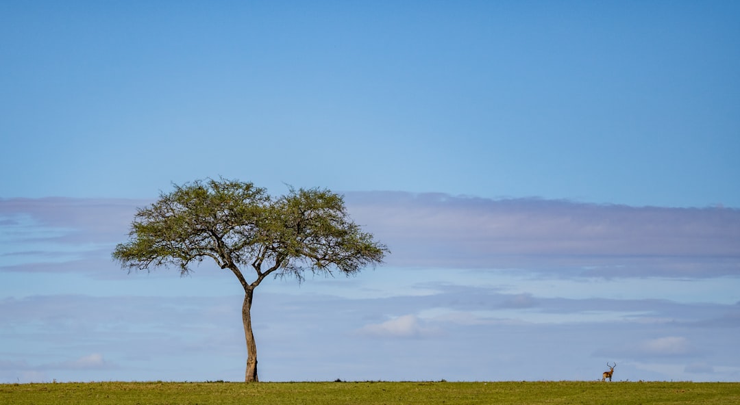 Plain photo spot Maasai Mara National Reserve Kenya