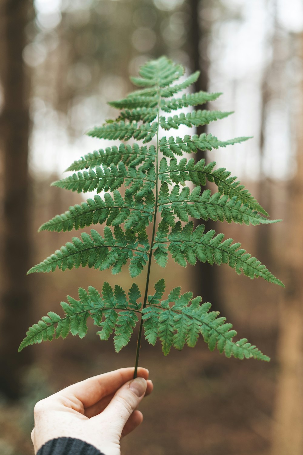 person holding green fern plant