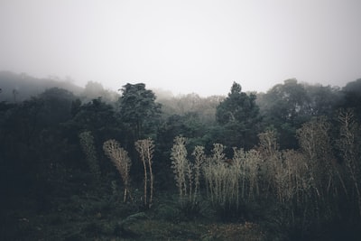 landscape photography of tall trees in foggy day