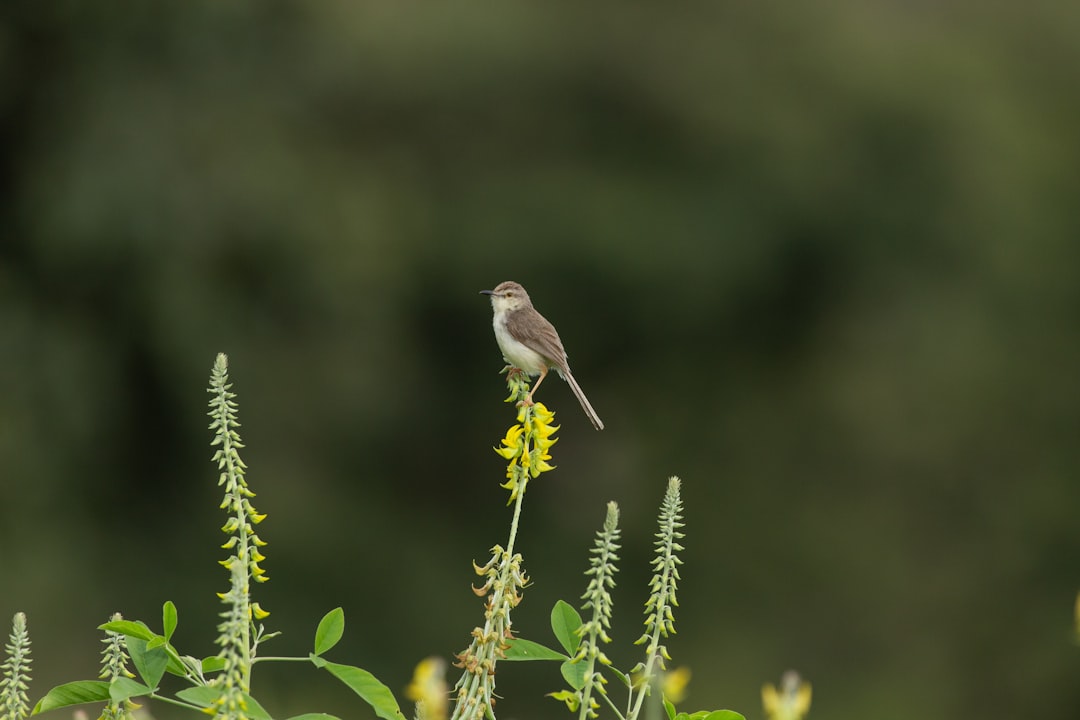 Wildlife photo spot Bandipur Ranganathittu Bird Sanctuary