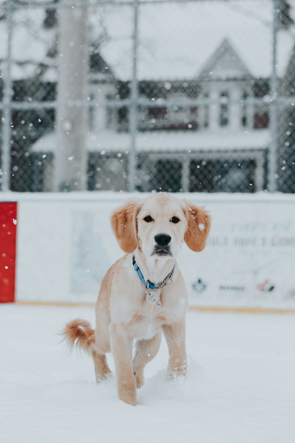 dog on snow