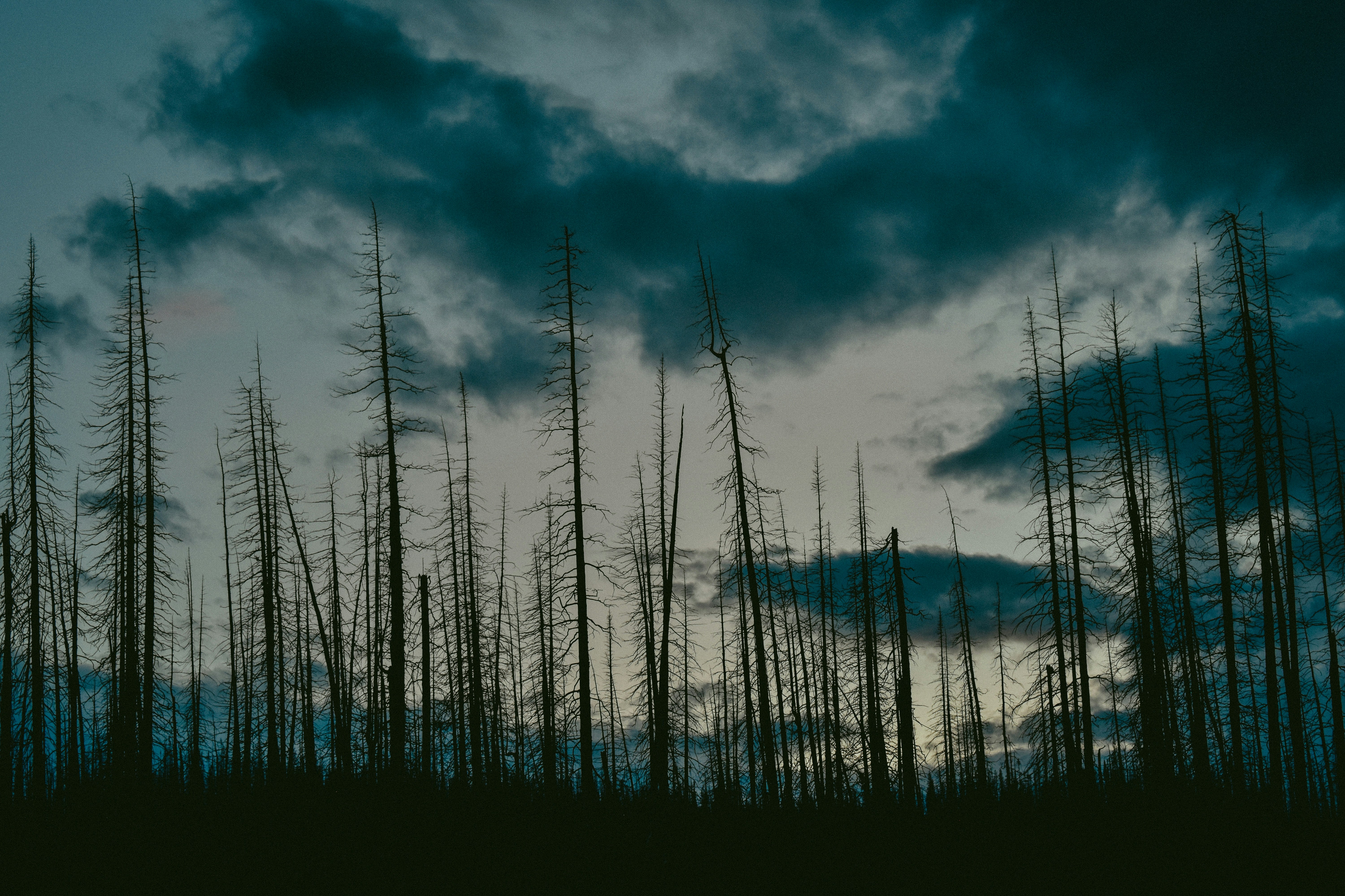 alberi spogli durante il giorno