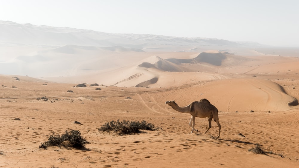 camelo marrom no deserto durante o dia