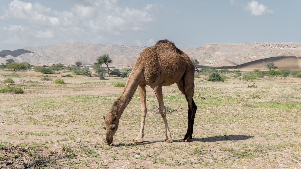 brown camel eating grass during daytime