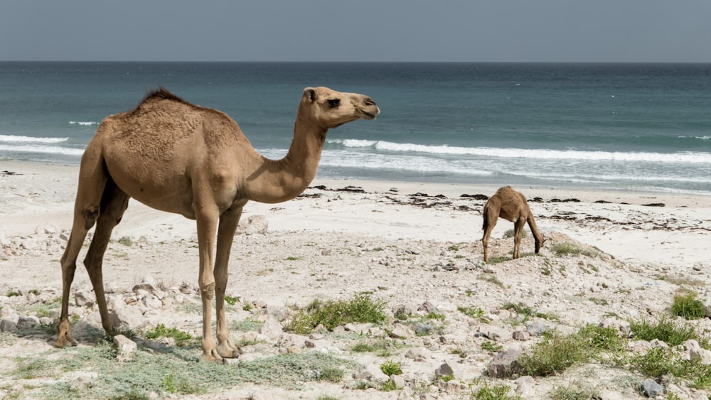 brown camel at the beach during daytime
