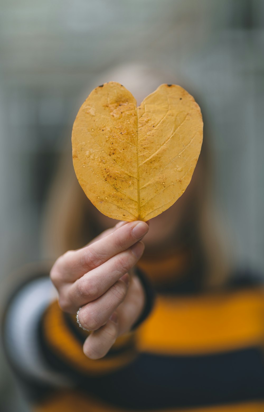 person holding dried leaf