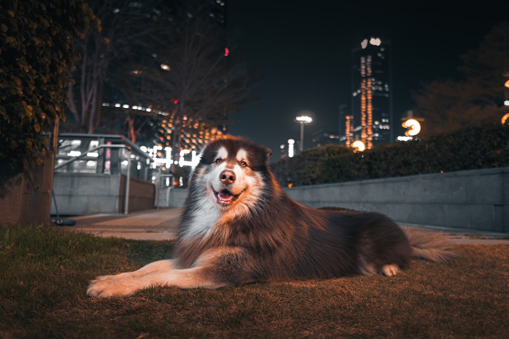 adult gray and white Bernese mountain dog on green field