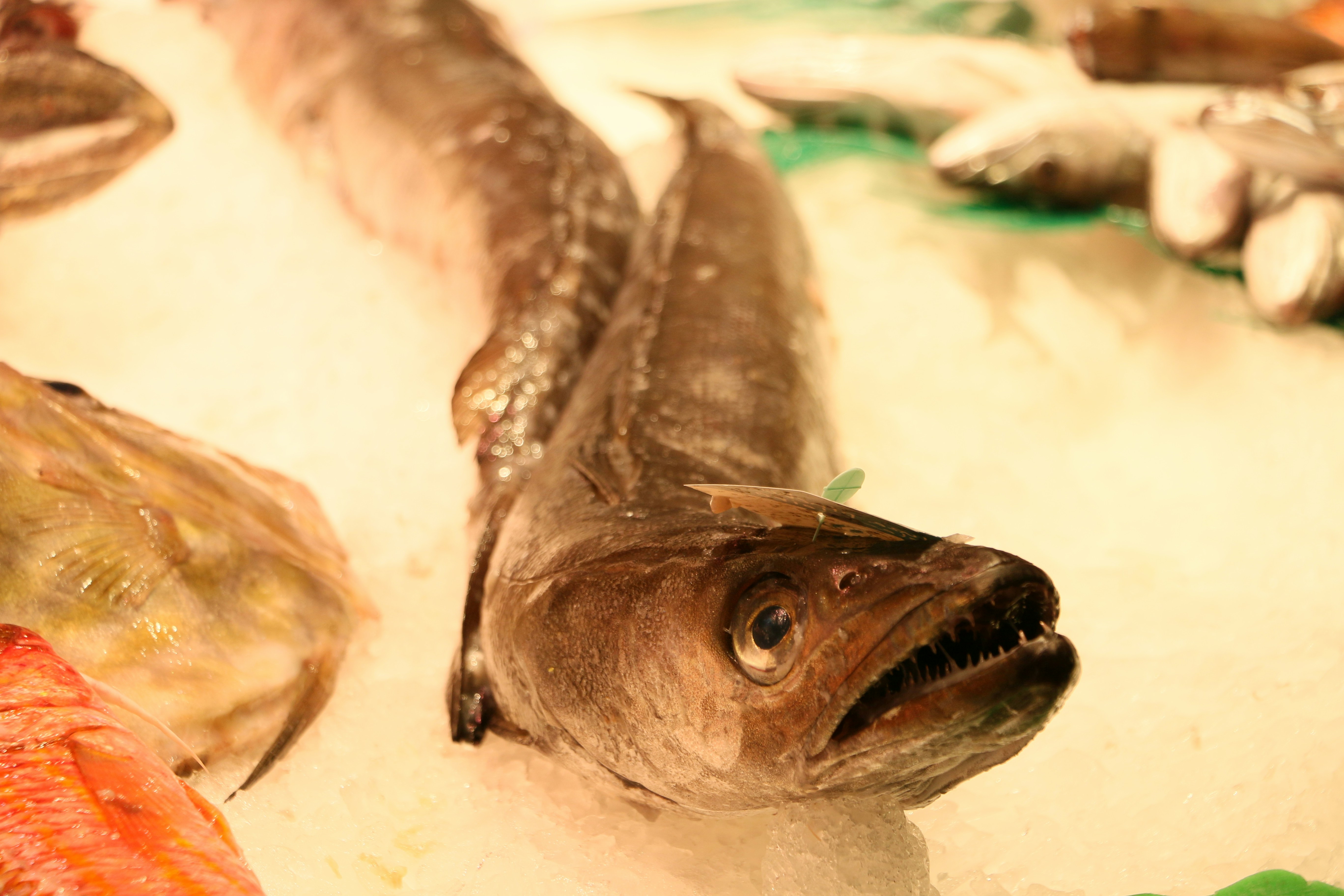 Ikan abu-abu dan coklat