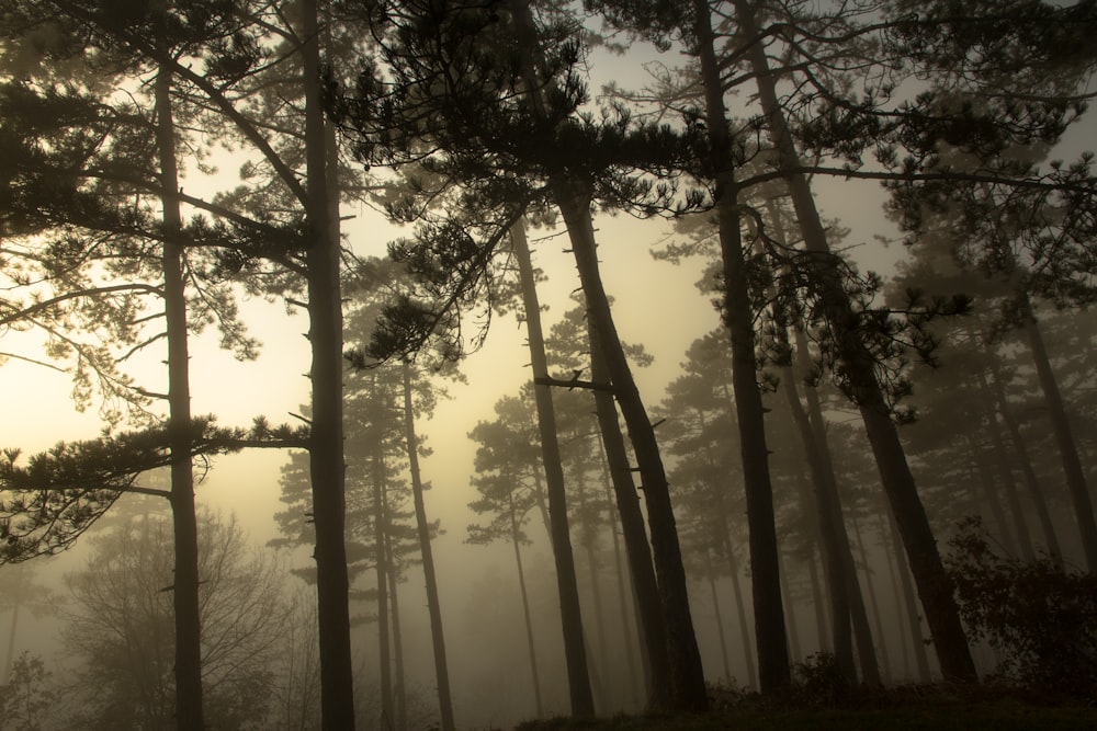 grayscale photography of tall trees