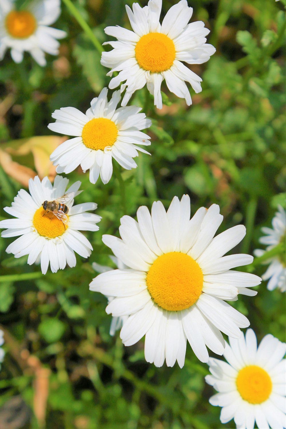 bee perched on white flower beside white flowers